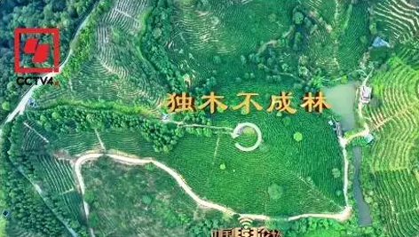 央視、學習強國等十多個平臺同時推送梧州采春茶．梧州六堡茶